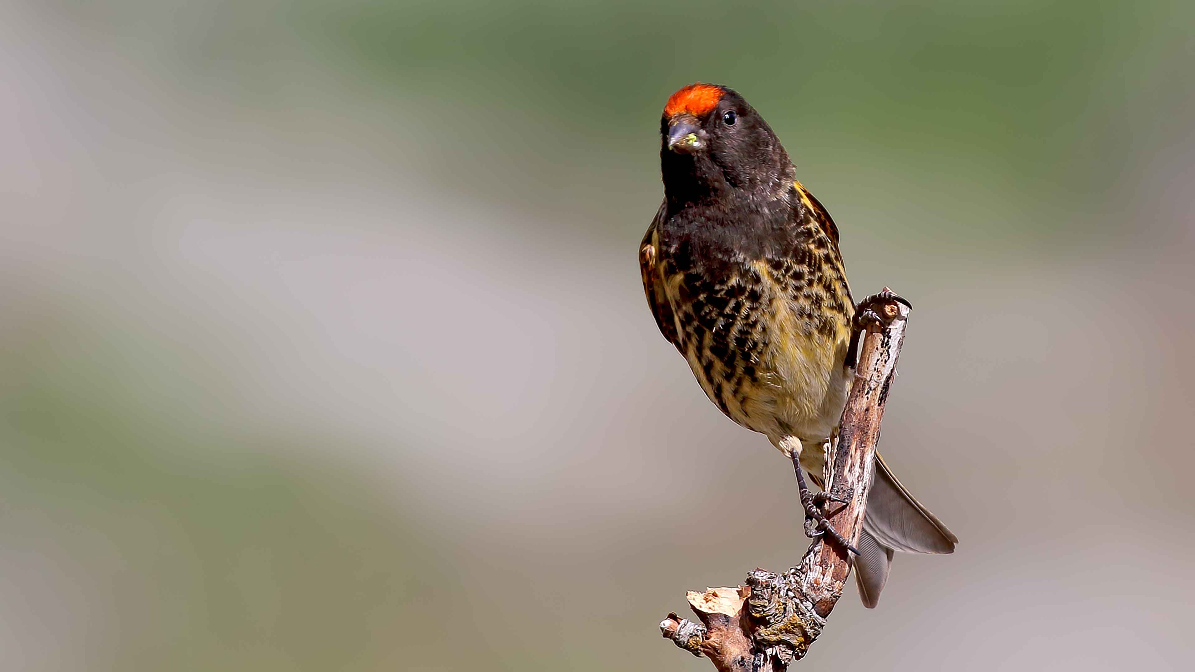 Fire-fronted Serin